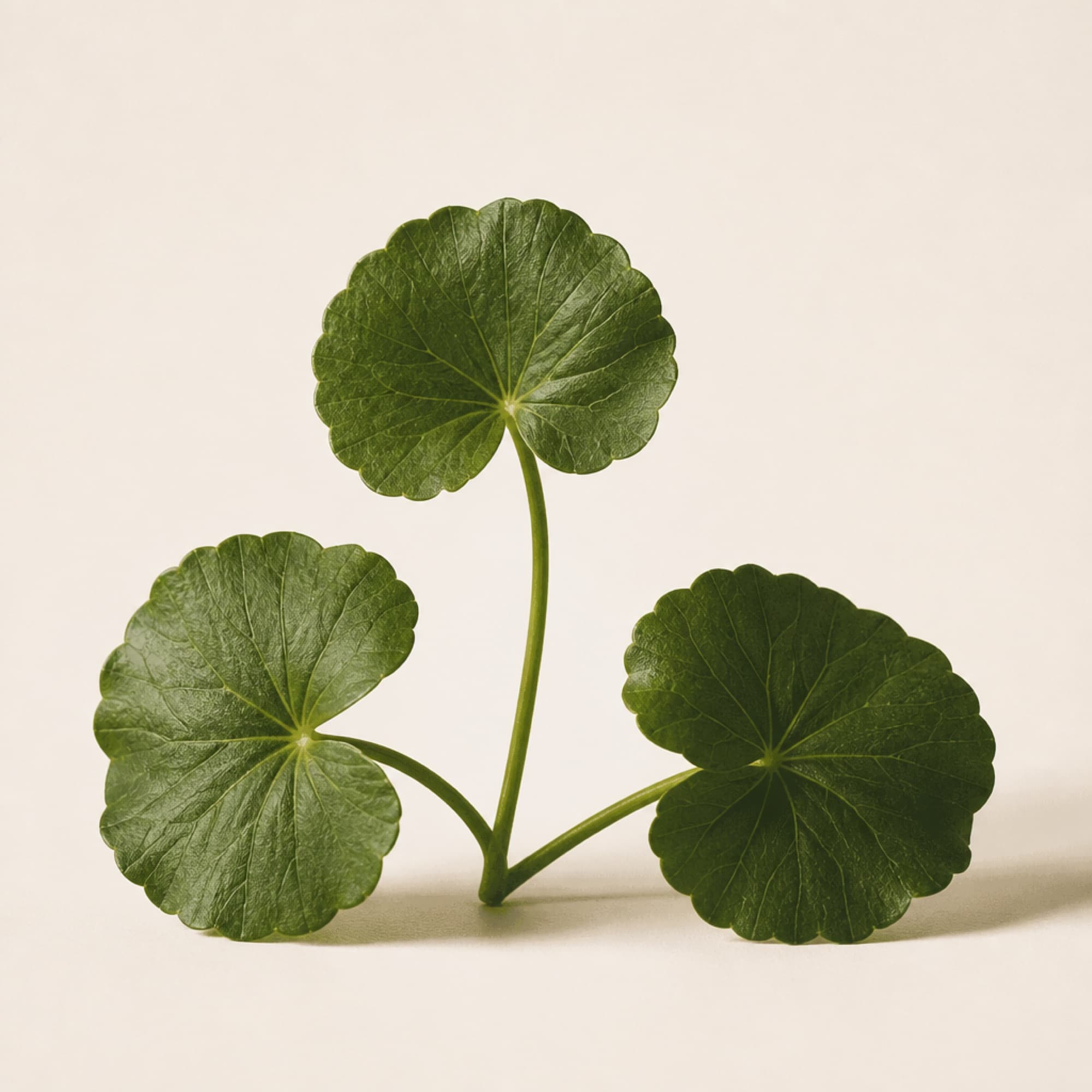 Centella